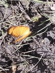 Tegosa serpia