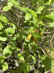 Lonicera involucrata involucrata