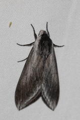 Sphinx perelegans