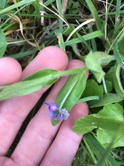Myosotis