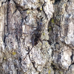 Xylotrechus nauticus