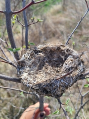 Vireo bellii