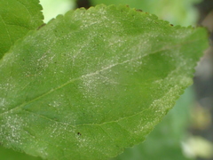 Podosphaera tridactyla