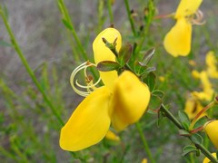 Cytisus grandiflorus