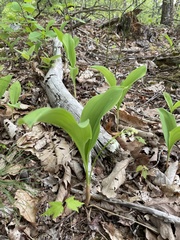 Convallaria pseudomajalis