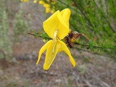 Cytisus grandiflorus