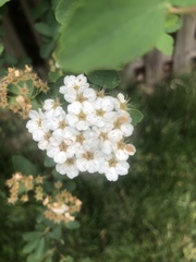 Spiraea cantoniensis