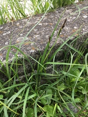 Carex