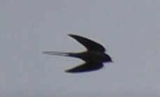 Hirundo rustica