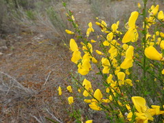 Cytisus grandiflorus