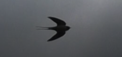 Hirundo rustica