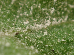 Podosphaera tridactyla