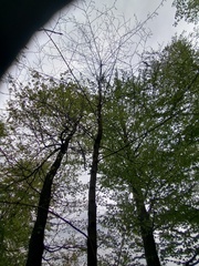 Robinia pseudoacacia