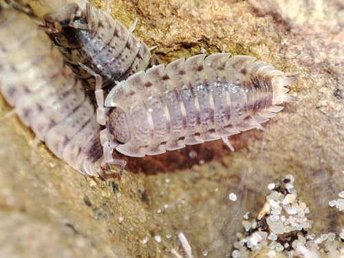 Lamellated Woodlouse