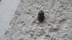 Rhaphigaster nebulosa