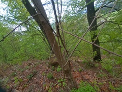 Robinia pseudoacacia