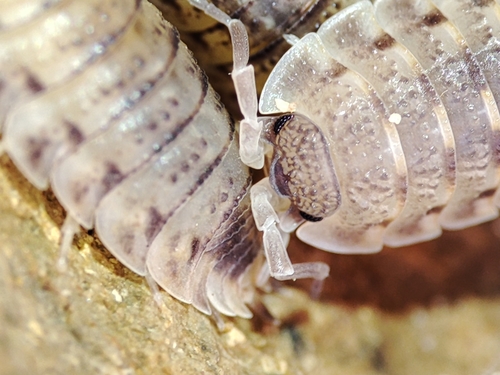 Lamellated Woodlouse