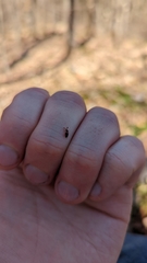 Phymaphora pulchella