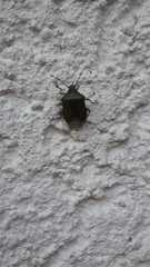 Rhaphigaster nebulosa