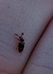 Phymaphora pulchella