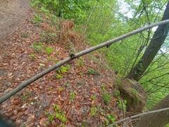 Robinia pseudoacacia