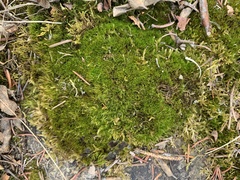 Flexitrichum flexicaule