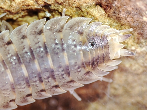 Lamellated Woodlouse