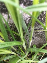 Carex