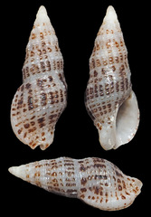 Maculotriton serriale