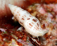 Maculotriton serriale