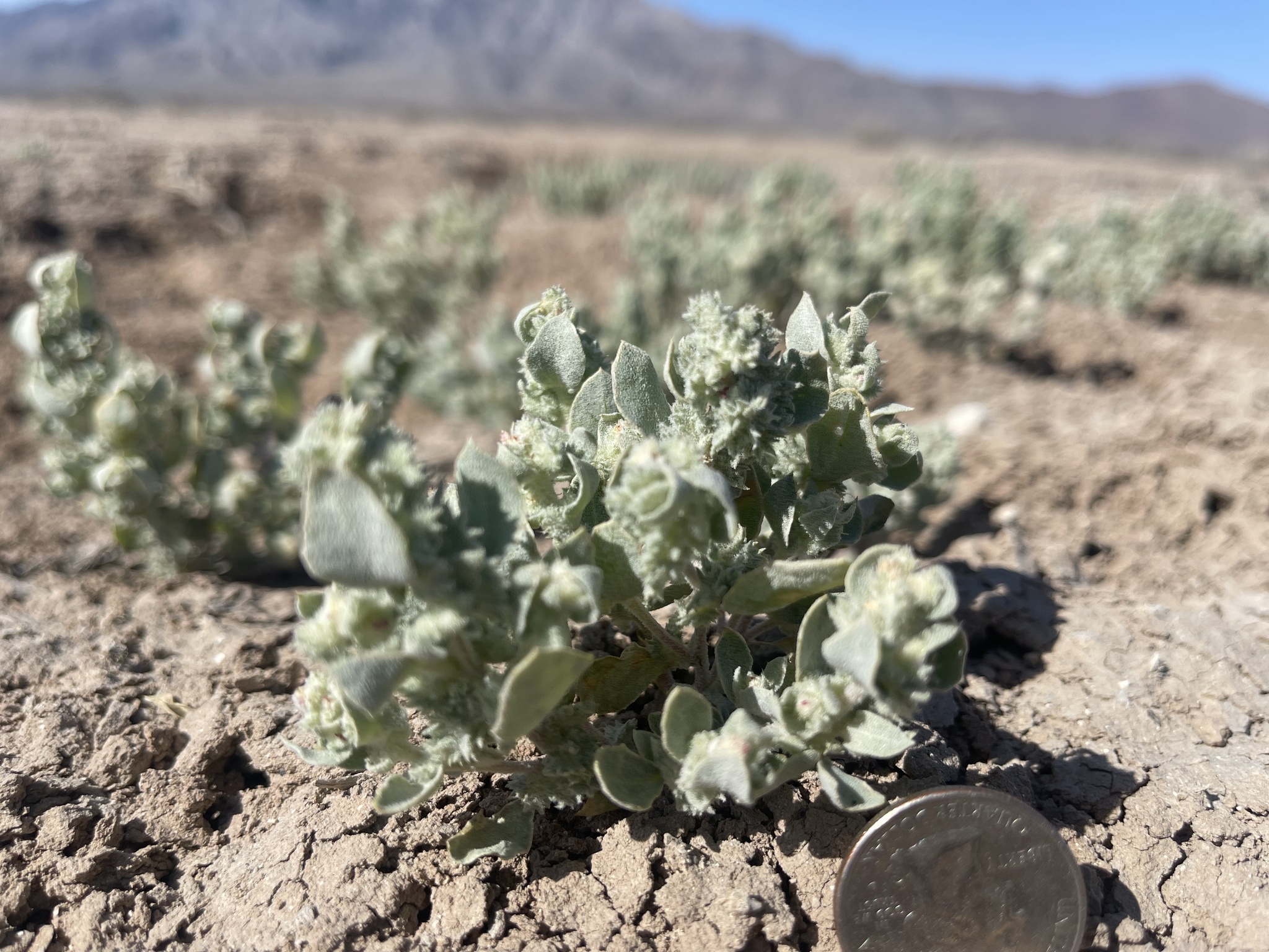 Atriplex argentea