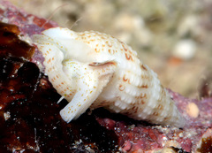 Maculotriton serriale