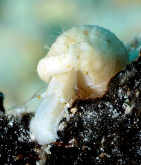 Maculotriton serriale