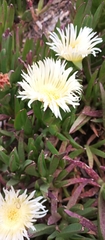 Carpobrotus edulis