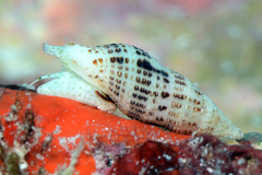 Maculotriton serriale