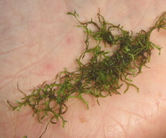 Riccia stricta