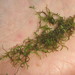 Riccia stricta - Photo (c) Ricky Taylor, algunos derechos reservados (CC BY-NC), subido por Ricky Taylor