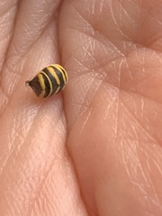 Vespula squamosa