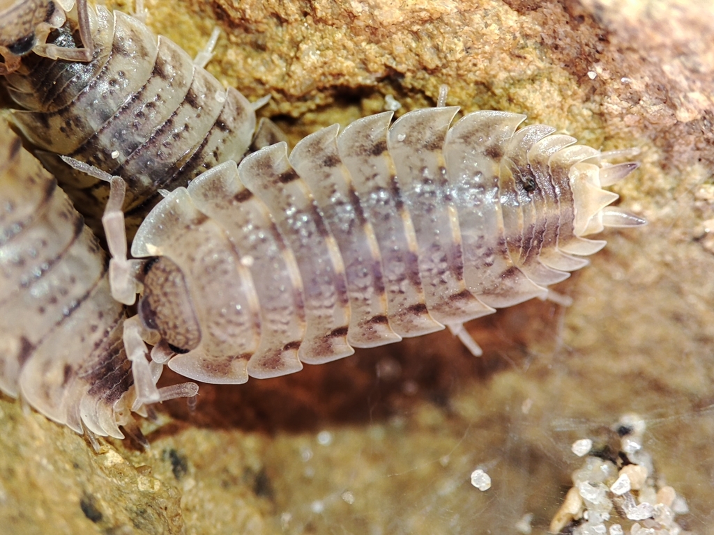 Porcellio lamellatus group