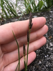 Carex