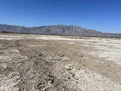 Atriplex argentea longitrichoma
