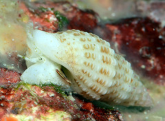 Maculotriton serriale