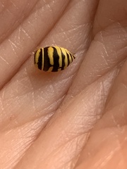 Vespula squamosa