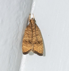 Psilocorsis cryptolechiella