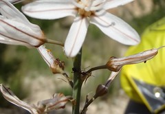 Iberoformica subrufa