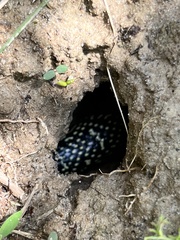 Lampropeltis holbrooki