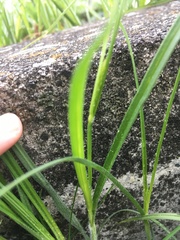 Carex