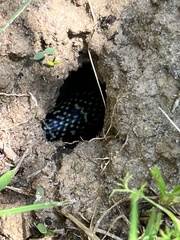 Lampropeltis holbrooki