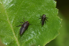 Oncopsis flavicollis