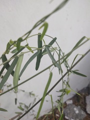 Kosteletzkya depressa